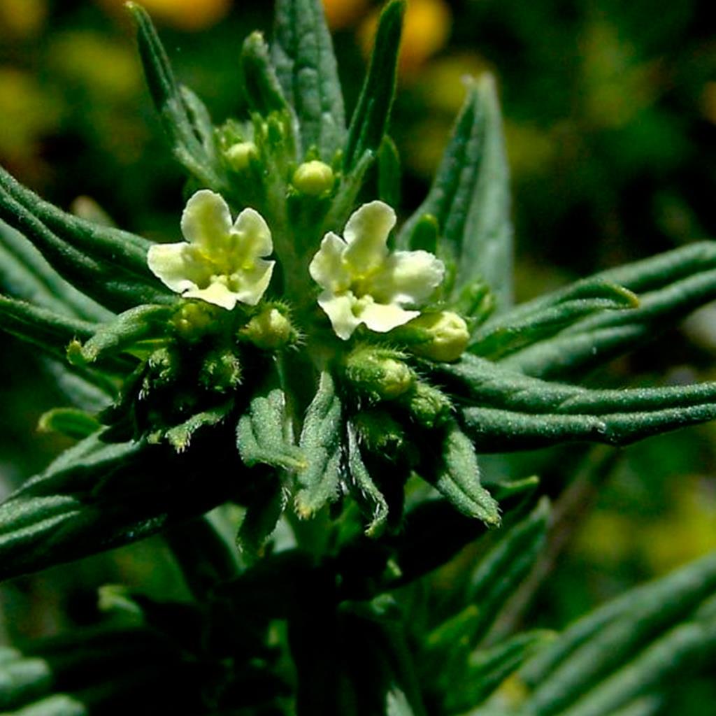 Root extract of Lithospermum erythrorhizon | Вивасан